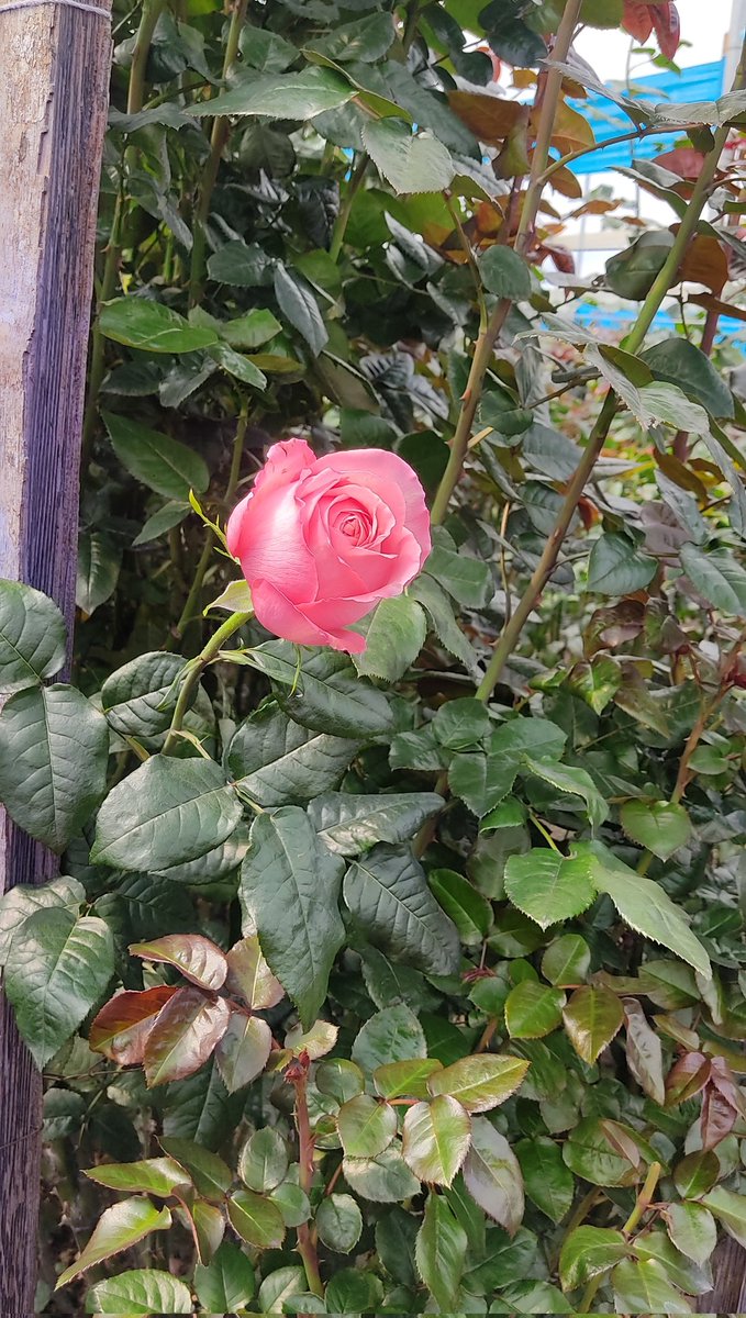 Our beautiful Pink X-Pression in the crop 
.
.
.
#EcuadorianRoses
#RoseslandFarm
#GoldenMiracle