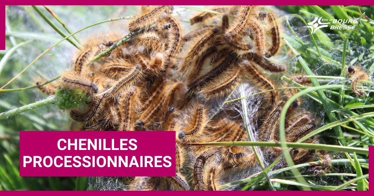 Bourg_en_Bresse's tweet image. #ChenillesProcessionnaires
🐛 Ces insectes passent l'hiver dans leurs cocons situés dans les arbres et possèdent des poils extrêmement urticants. 
Attention notamment à vos animaux qui essayent de les manger.
Plus d'informations
🔗bit.ly/3s4Jsc0