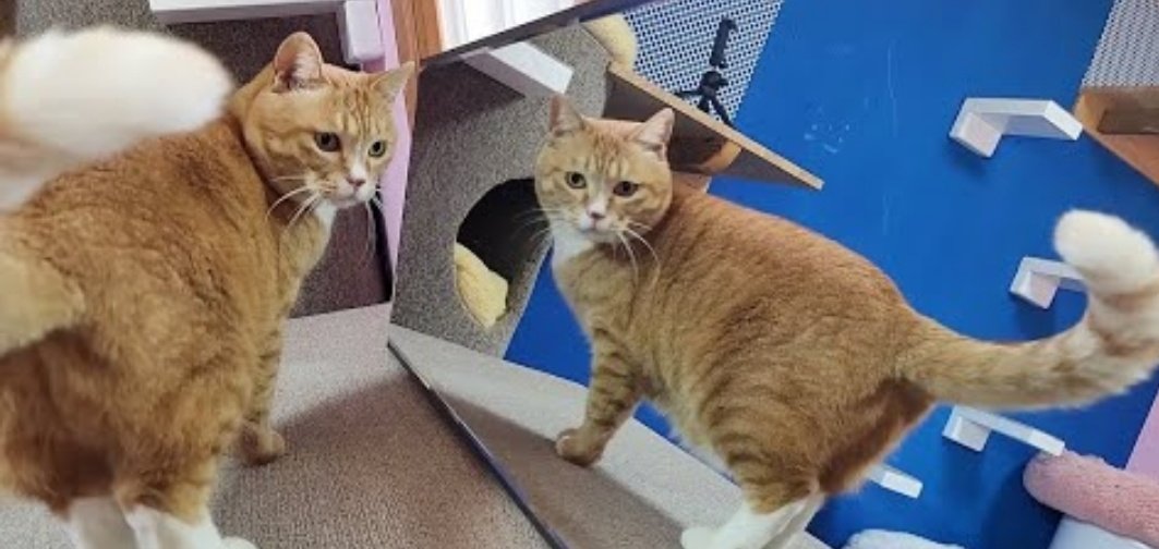 이번달까지 하고 퇴사합니다.   회사측에서 지금 연봉보다 15% 더 인상해줄테니 남아달라는 제안 받았지만, 퇴사 결정 내렸습니다.  
주위에서 다른 일자리 소개시켜준다는분도 계셨고, 힘든 시기에 섣불리 그만둔다며 걱정해주신분들도 많긴한데, 당분간 쉬면서 재충전의 시간을 갖고자 합니다. ^^