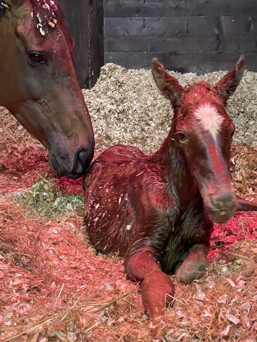 barton_yeo's tweet photo. Roksana foaled a beautiful Dr Dino filly last night 💖💕taken to her new career well 🤩- so proud 🥰of them both 🤞#futurestar#foalfriday🌟⁦@JessWestwood⁩ ⁦@DSkeltonRacing⁩ ⁦@rpbloodstock⁩ https://t.co/BuUPitHSId