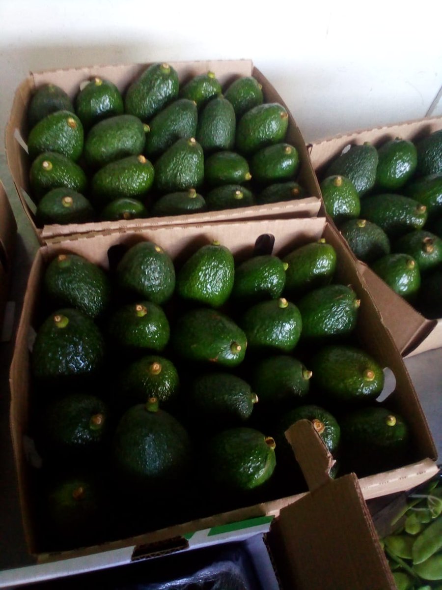 Afriagrimark Ltd (@afriagrimark) on Twitter photo Avocado season is here! Exporters, Suppliers and food manufacturers, get reliable, high-quality Hass and Fuerte avocados from our farmers at afriagrimark.com <a href="/FPEAK_/">Fresh Produce Exporters Association of Kenya</a> <a href="/USAIDKenya/">USAID Kenya</a> <a href="/UKinKenya/">UK in Kenya ๐ฌ๐ง๐ฐ๐ช</a> <a href="/FSDKe/">FSD Kenya</a> <a href="/MakeItKenya/">Kenya Export Promotion and Branding Agency</a> <a href="/bonface_nyalwal/">@Bonface Nyalwal</a> <a href="/orengo_james/">James Orengo</a> <a href="/Sylvesteromolo1/">Sylvester omolo</a> Avocado season is here! Exporters, Suppliers and food manufacturers, get reliable, high-quality Hass and Fuerte avocados from our farmers at afriagrimark.com <a href="/FPEAK_/">Fresh Produce Exporters Association of Kenya</a> <a href="/USAIDKenya/">USAID Kenya</a> <a href="/UKinKenya/">UK in Kenya ๐ฌ๐ง๐ฐ๐ช</a> <a href="/FSDKe/">FSD Kenya</a> <a href="/MakeItKenya/">Kenya Export Promotion and Branding Agency</a> <a href="/bonface_nyalwal/">@Bonface Nyalwal</a> <a href="/orengo_james/">James Orengo</a> <a href="/Sylvesteromolo1/">Sylvester omolo</a>