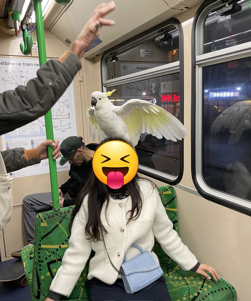 트램에서 만난 코카투가 사진 찍어줬어요😍😍이런 영광스러운 일이..!!!😝😝❣️❣️❣️