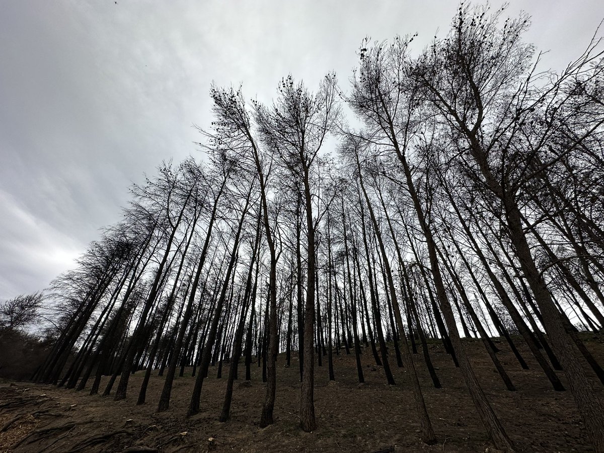Valencia_WX's tweet image. Con la huella del #IfBejis fotos tomadas en la Fte de la #Chana #Viver, ahora fuego voraz en el #IfVillanuevaViver #Castellón Autor: @Adrianherrfos 

@jcfortea @apuntoratge @tiempobrasero @MeteoredES @Hardacho @JuanjoVillena @AEMET_CValencia @meteo_cs @minervagra @RAM_meteo