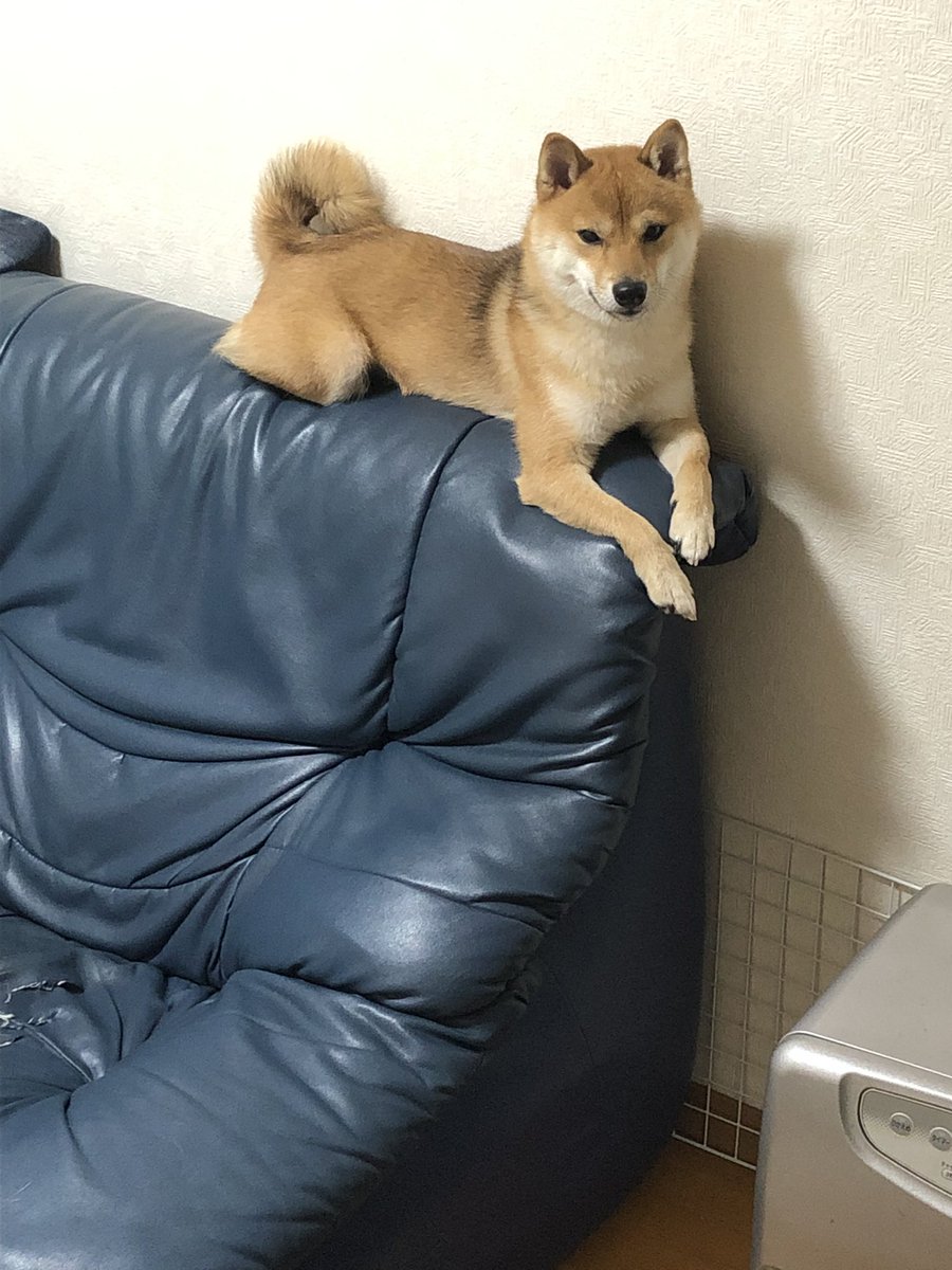 今日のコタロウ