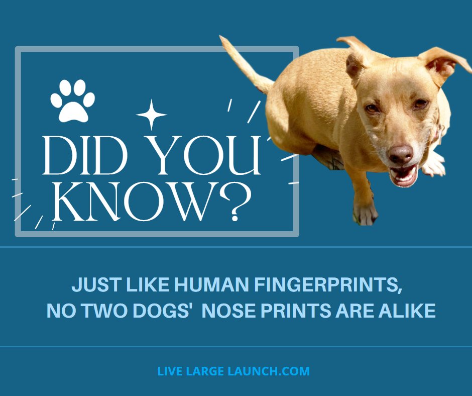 MelindaSchug's tweet image. &quot;Meet Mango - the tech-savvy pup who&apos;s always up-to-date on the latest sales strategies and technology trends! 🐾📈💻 Follow along for some pawsome insights and adorable updates! #SalesDog #TechPup #FacebookFamous 🐶👀&quot;