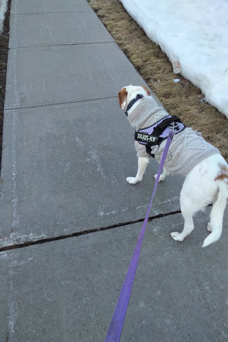 CanadianPenny1's tweet photo. Mom took the day off, so we went for a long walk this morning. But she really needs to stop talking to me out there 😤👀 https://t.co/aFN21ePeBm