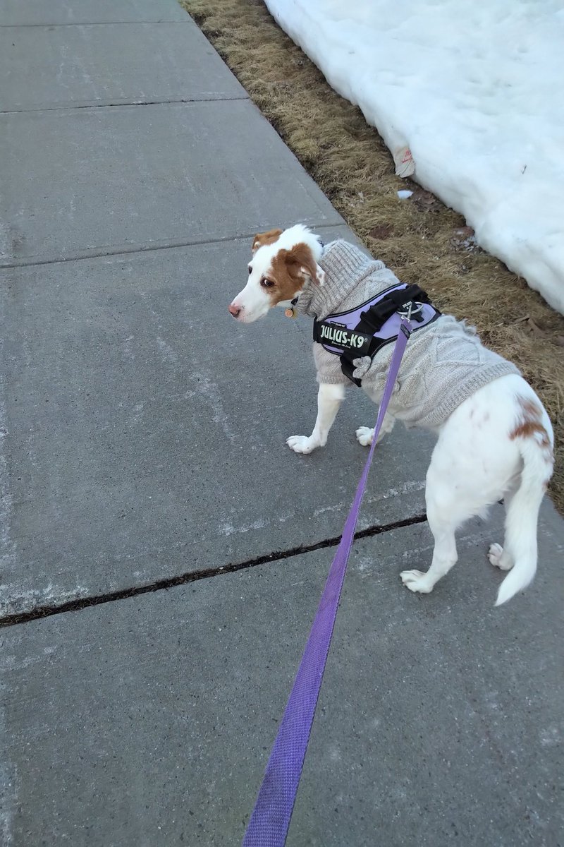 CanadianPenny1's tweet photo. Mom took the day off, so we went for a long walk this morning. But she really needs to stop talking to me out there 😤👀 https://t.co/aFN21ePeBm