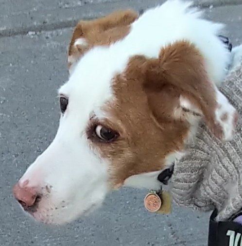 CanadianPenny1's tweet photo. Mom took the day off, so we went for a long walk this morning. But she really needs to stop talking to me out there 😤👀 https://t.co/aFN21ePeBm