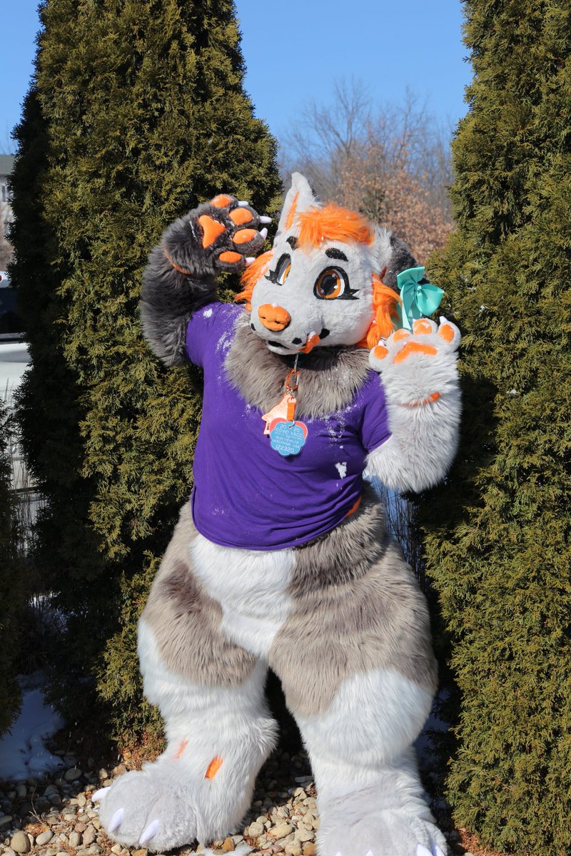 RileeTheWolfie's tweet photo. @CRYPTIDKILL I typically run as a 3/4 partial or without out the legs 🧡🐺
@by_roguestitch - head/arm sleeves/handpaws (used in 1st pic)
@aunumwolf42 - handpaws (used in 3rd pic)
@XJaxTheRipperX - digi legs/feet paws
@ButterscotchBi3 - tail https://t.co/SrIkH29GuG