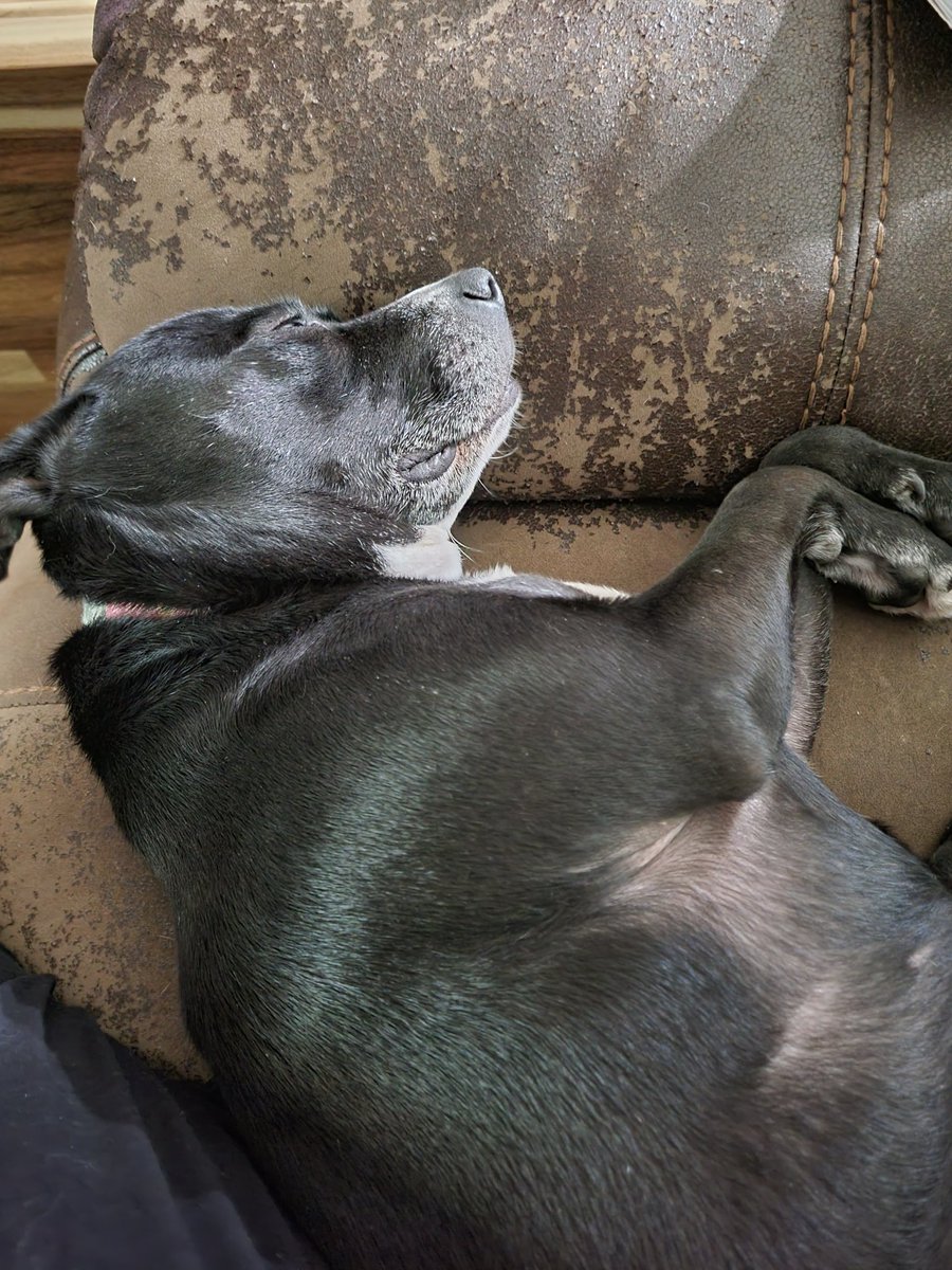 bremonke's tweet photo. @dog_rates Xara and Emmett.  The sleepiest of pups after a week at the doggy spa. https://t.co/lFlBJSd4qk