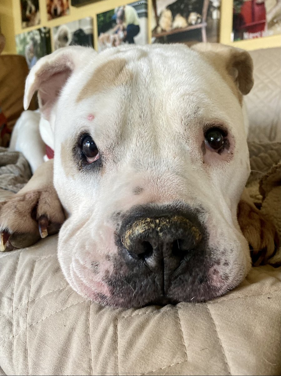 MonkeysHouseNJ's tweet photo. Thank you for all of the heart felt condolences for the loss of Ernie.  He was not your typical pup but we loved him fiercely for who he was. https://t.co/ZcKMBdpO7p