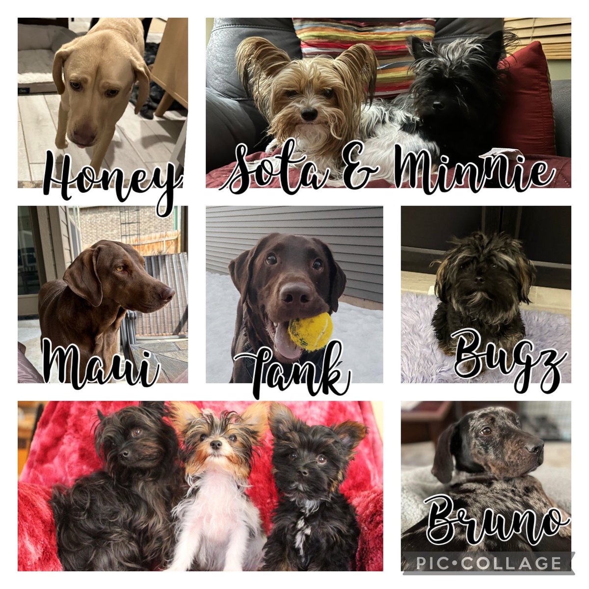 aprilsloft's tweet photo. Happy Puppers Day to all our babies! #HappyNationalpuppyday #DogRescue #yorkie #weimariner #Labrador #goldenlab #catahoulaleoparddog #partiyorki #yorkipoo https://t.co/2l10O5YO8L