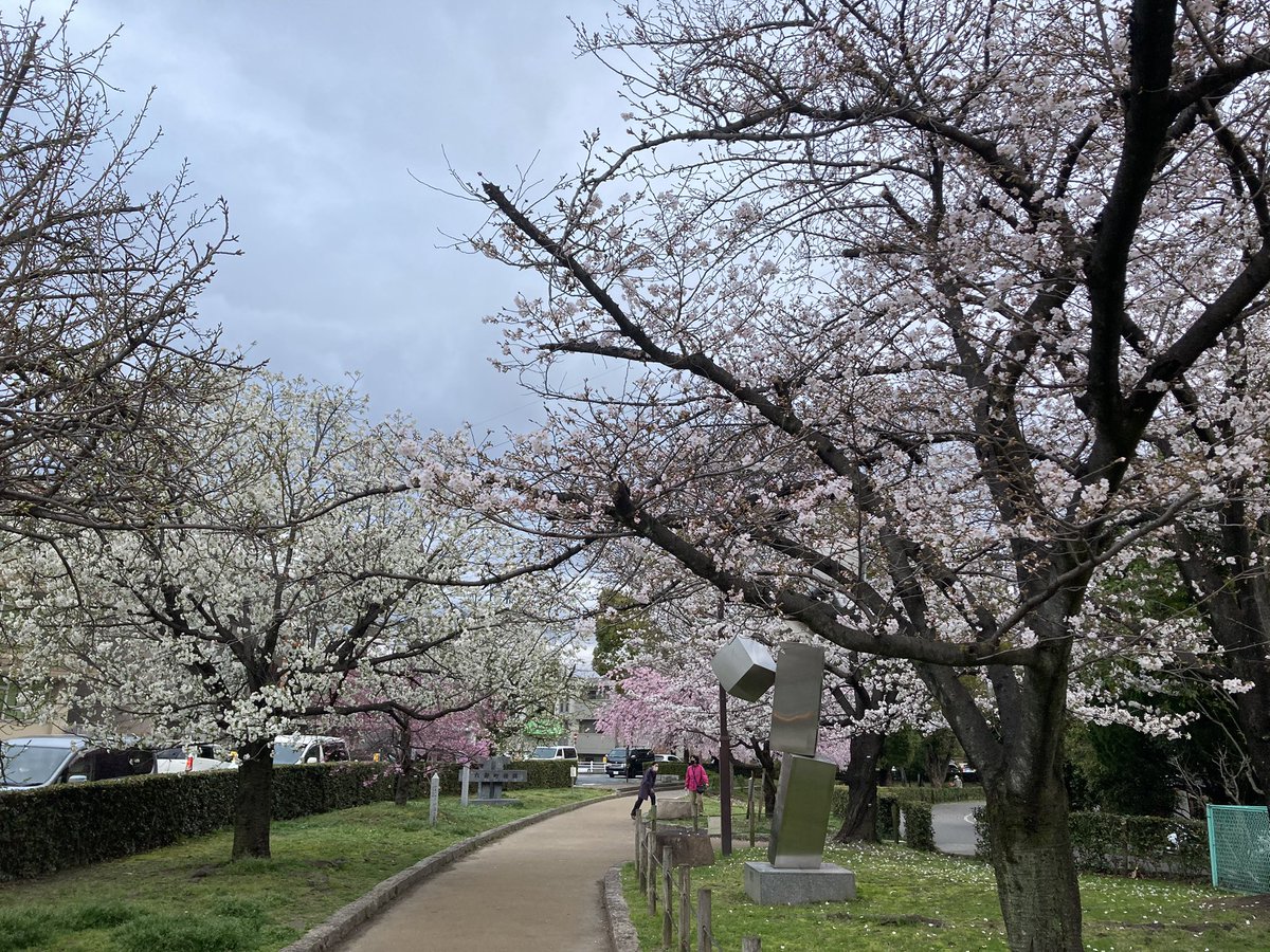 officekumahige's tweet photo. #本日のラン〜#ガチゆる
約16.1km　1時間44分55秒　平均6分30秒/km
アップ3km、ガチ〜4分02秒、ゆる約12.1km
今日は夕方に一走り。
咲き始めた桜の下を走るのは気持ちいい〜！
しばらくは #お花見ラン が楽しめそうです。
#さくら通り #安威川 #ランプラ #今月も100km目標 #ミズノ #WAVESHADOW https://t.co/lqxqWioYj2