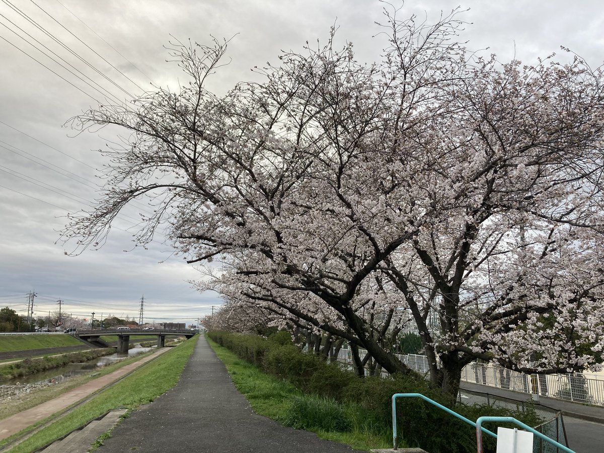 officekumahige's tweet photo. #本日のラン〜#ガチゆる
約16.1km　1時間44分55秒　平均6分30秒/km
アップ3km、ガチ〜4分02秒、ゆる約12.1km
今日は夕方に一走り。
咲き始めた桜の下を走るのは気持ちいい〜！
しばらくは #お花見ラン が楽しめそうです。
#さくら通り #安威川 #ランプラ #今月も100km目標 #ミズノ #WAVESHADOW https://t.co/lqxqWioYj2