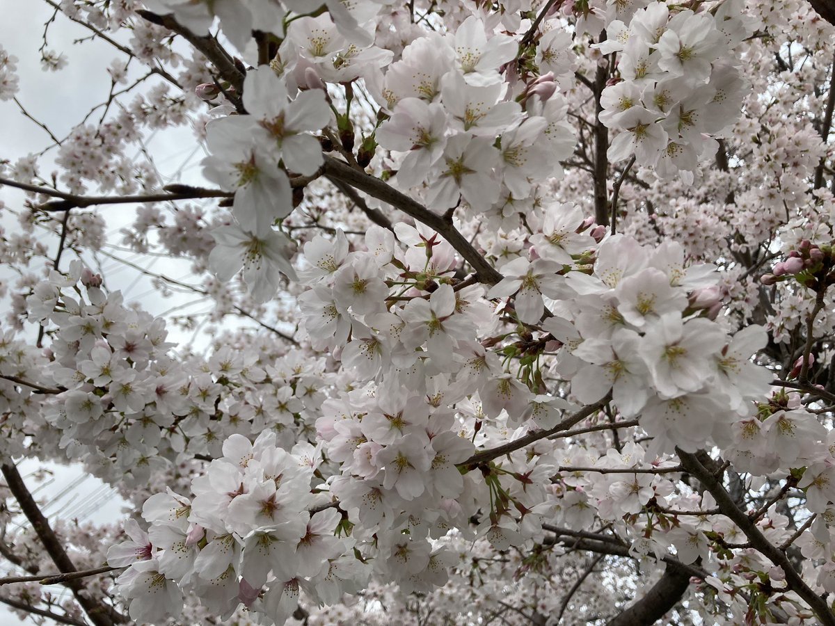 officekumahige's tweet photo. #本日のラン〜#ガチゆる
約16.1km　1時間44分55秒　平均6分30秒/km
アップ3km、ガチ〜4分02秒、ゆる約12.1km
今日は夕方に一走り。
咲き始めた桜の下を走るのは気持ちいい〜！
しばらくは #お花見ラン が楽しめそうです。
#さくら通り #安威川 #ランプラ #今月も100km目標 #ミズノ #WAVESHADOW https://t.co/lqxqWioYj2