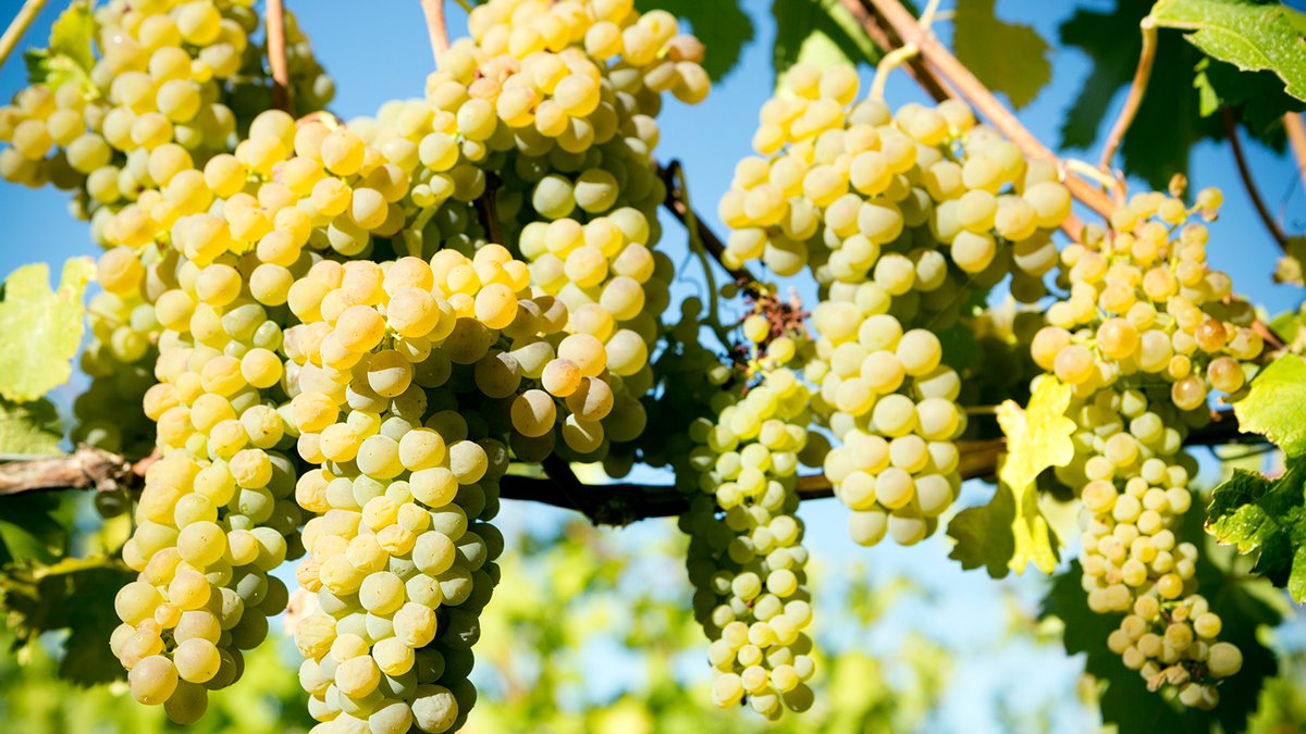 Wine Spectator tweet media
