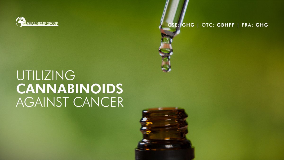 Hemp_Global's tweet photo. Cannabinoids like CBD and THC are currently largely relegated to palliative care. However, early-stage research suggest that they may also be highly effective in #killingcancer cells.

$GHG is shaping natural biologics research: https://t.co/GbnnZgZgYo

#CSE #OTC #FRA $GBHPF https://t.co/gWTO8P3Wf0