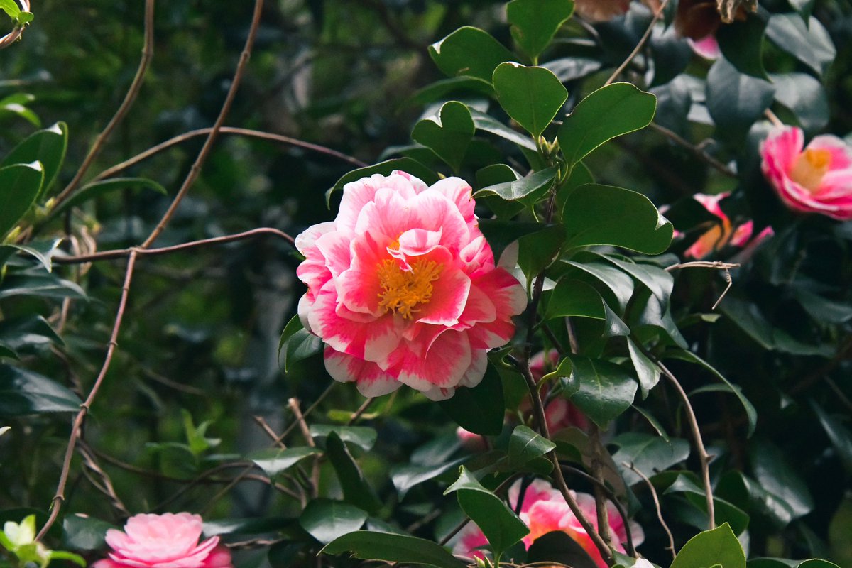 NaturepicSonoko's tweet photo. 今年は桜の開花が早いですが、森に潜むこの別嬪さん達も観て行ってあげて下さい。
#椿 #Cameria #Wildtrees https://t.co/O3mAV6O55A