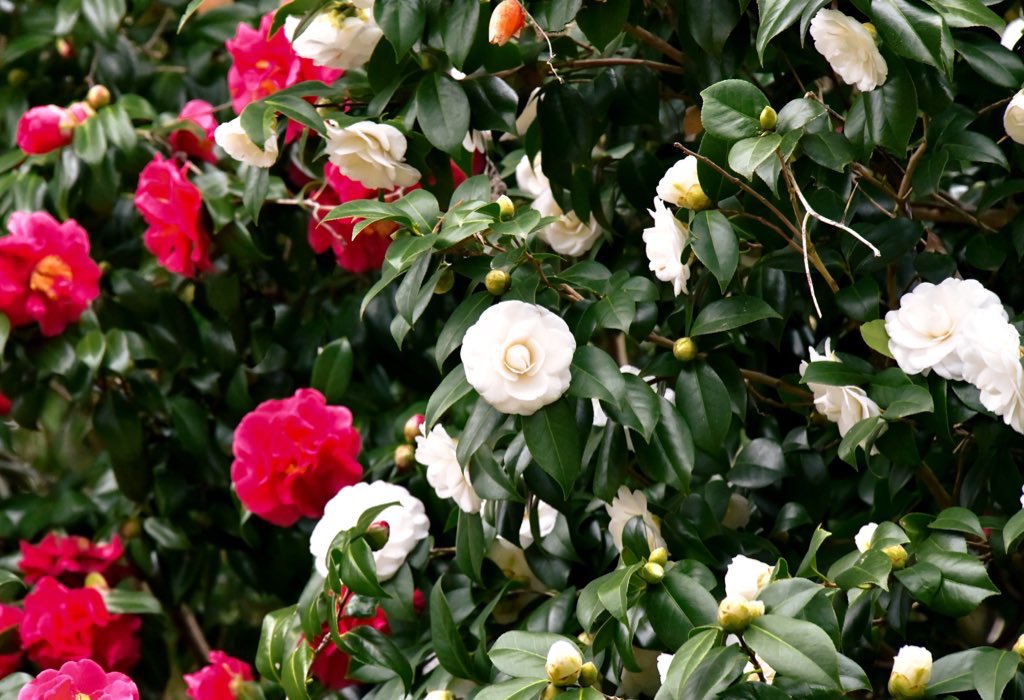 NaturepicSonoko's tweet photo. 今年は桜の開花が早いですが、森に潜むこの別嬪さん達も観て行ってあげて下さい。
#椿 #Cameria #Wildtrees https://t.co/O3mAV6O55A