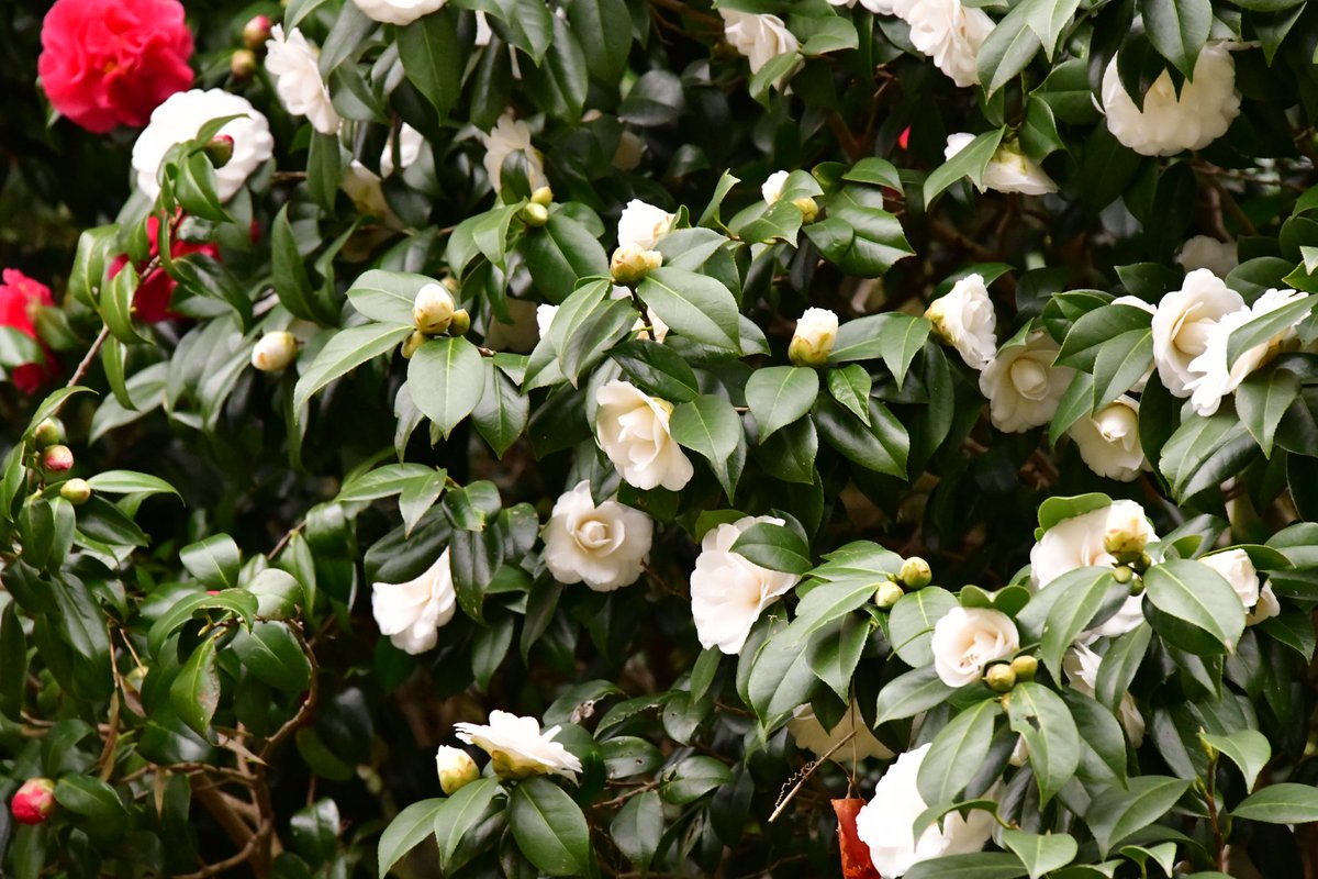 NaturepicSonoko's tweet photo. 今年は桜の開花が早いですが、森に潜むこの別嬪さん達も観て行ってあげて下さい。
#椿 #Cameria #Wildtrees https://t.co/O3mAV6O55A