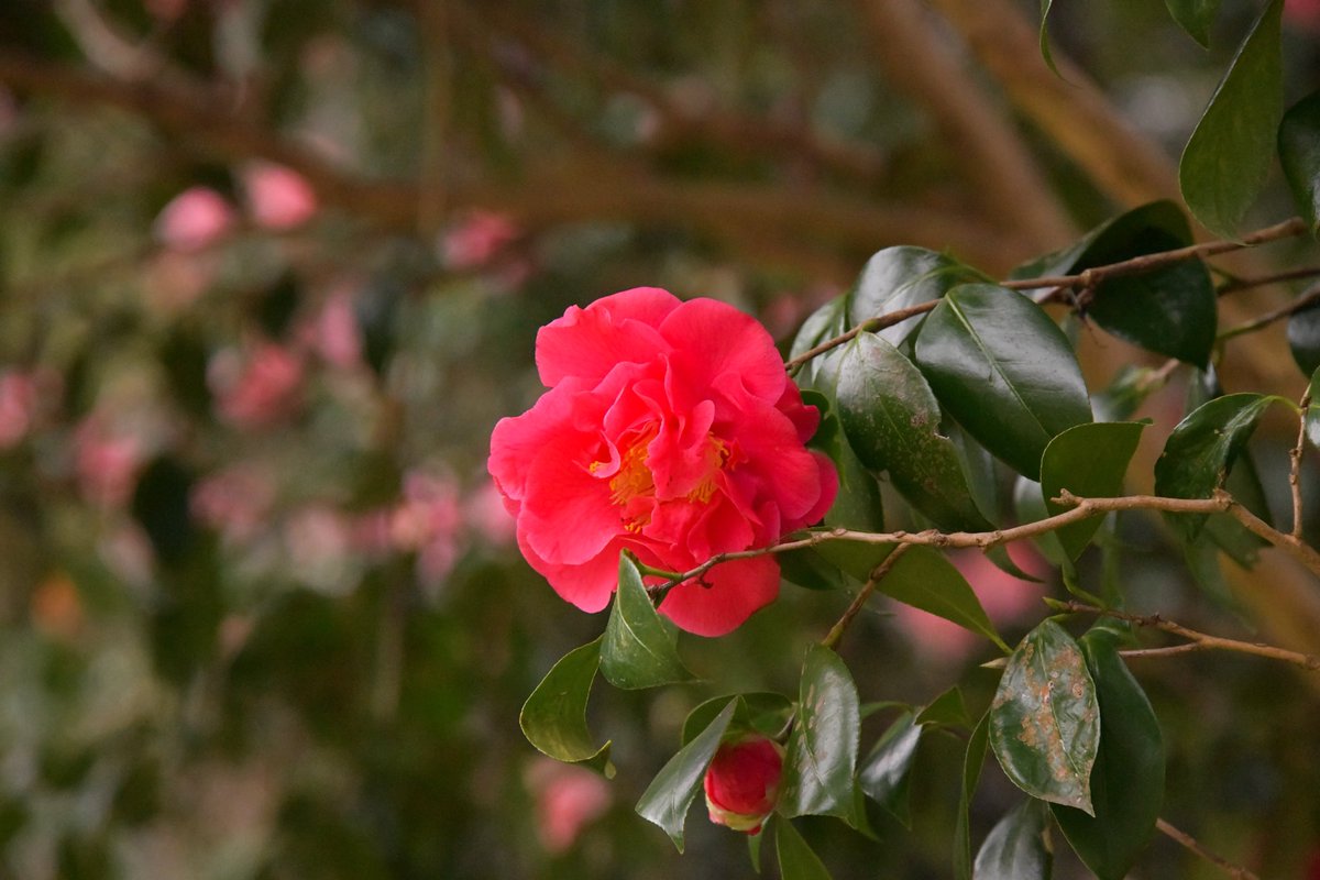 NaturepicSonoko's tweet photo. 今年は桜の開花が早いですが、森に潜むこの別嬪さん達も観て行ってあげて下さい。
#椿 #Cameria #Wildtrees https://t.co/O3mAV6O55A