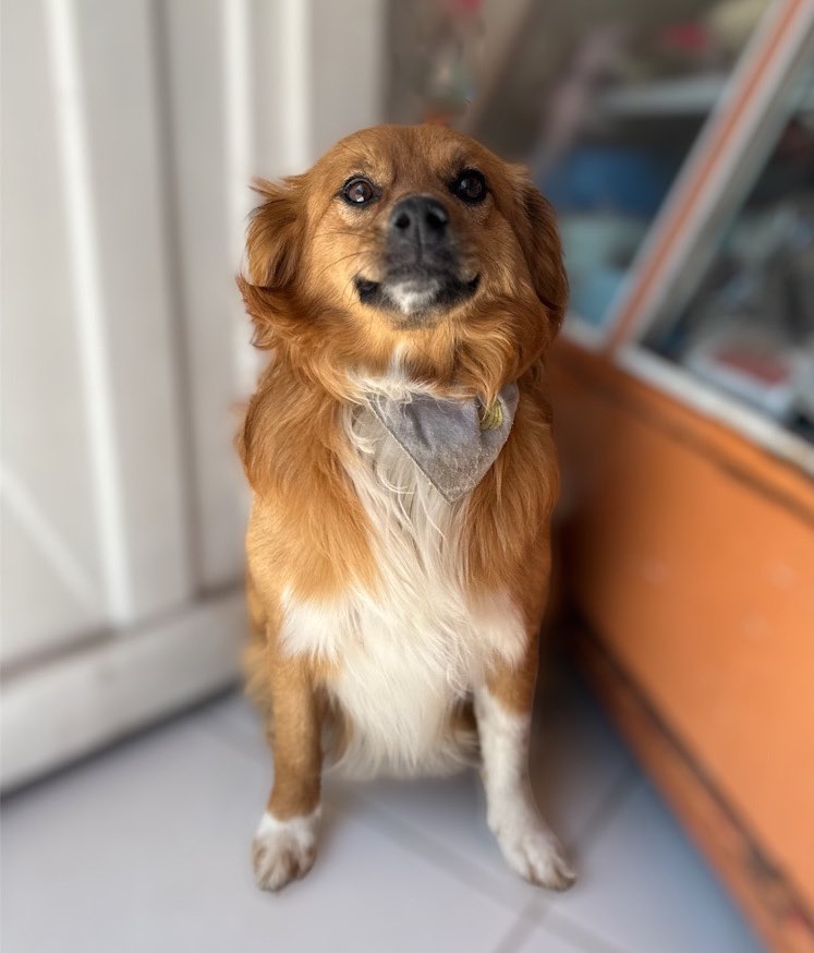 AsociacionMi's tweet photo. Soy BILBO, tuve un accidente bastante grave y casi muero, pero salí adelante, ahora busco un lindo hogar que me ame, respete y proteja, si deseas cambiar mi vida por favor escribe al 

📲 3118009018 https://t.co/k2HK74aVVe