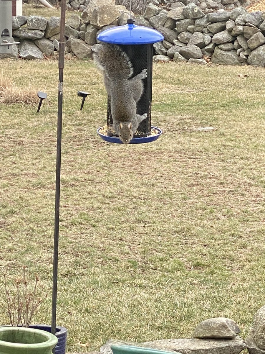 Our ingenious squirrel is back, upside down, eating from the bird feeder 😊 #squirrel