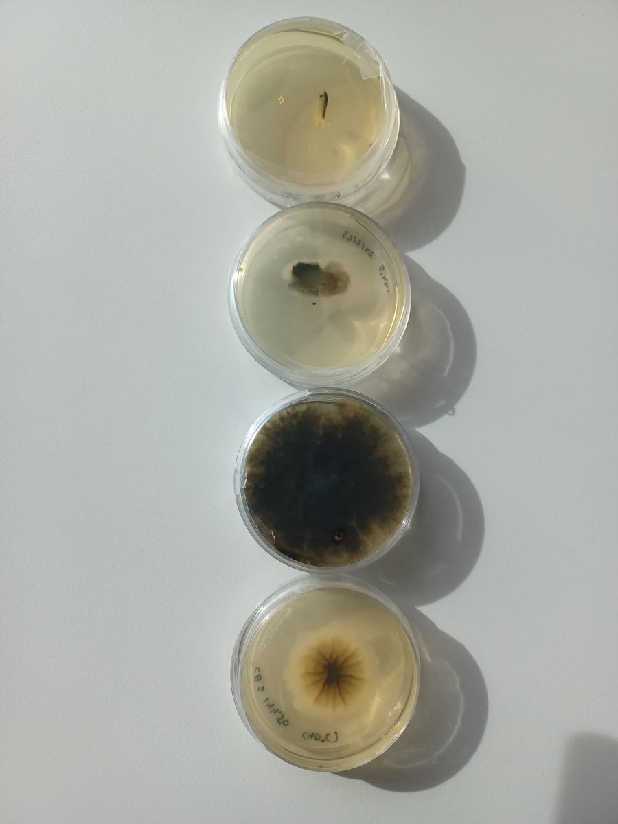 NoahHensen's tweet photo. In response to yesterday's tweet, here are some #KickAssScience thermophilic #fungi from @_Westerdijk_ !
All of these plates contain the same strain of Chaetomium Thermophilum, see incubation descriptions below! https://t.co/SiTTrAG3x7