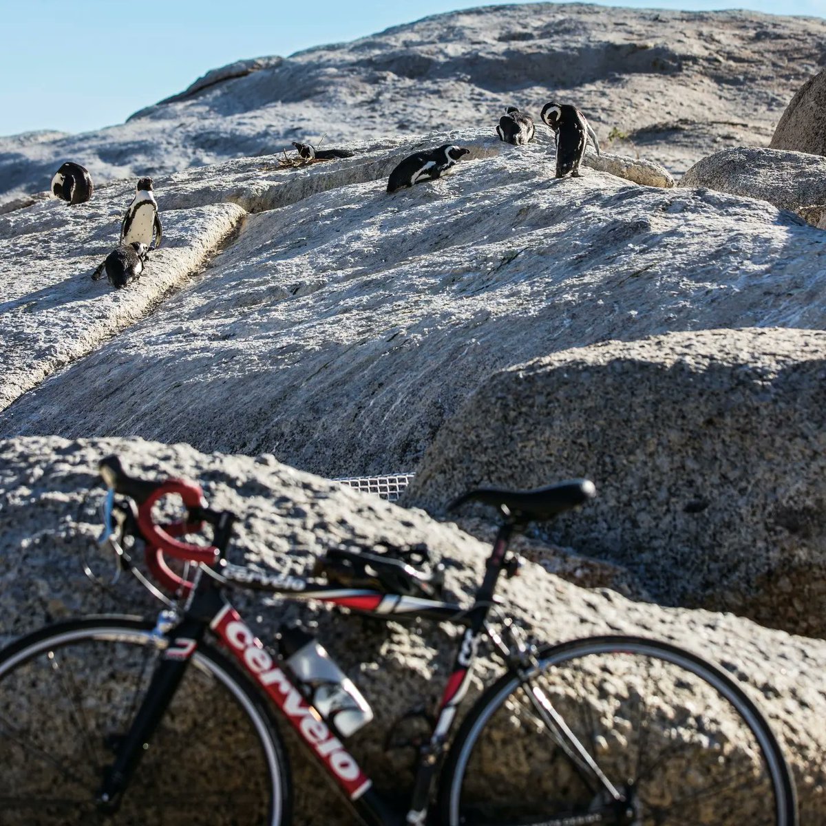 The Cape Town Cycle Tour might have come and gone, but the #CycleTour364 route is here all year round to explore. Experience scenic mountain views, a beautiful coastline, swimming spots, and local shops &amp; cafes. An incredible bike adventure awaits you

#CapeCycleRoutes