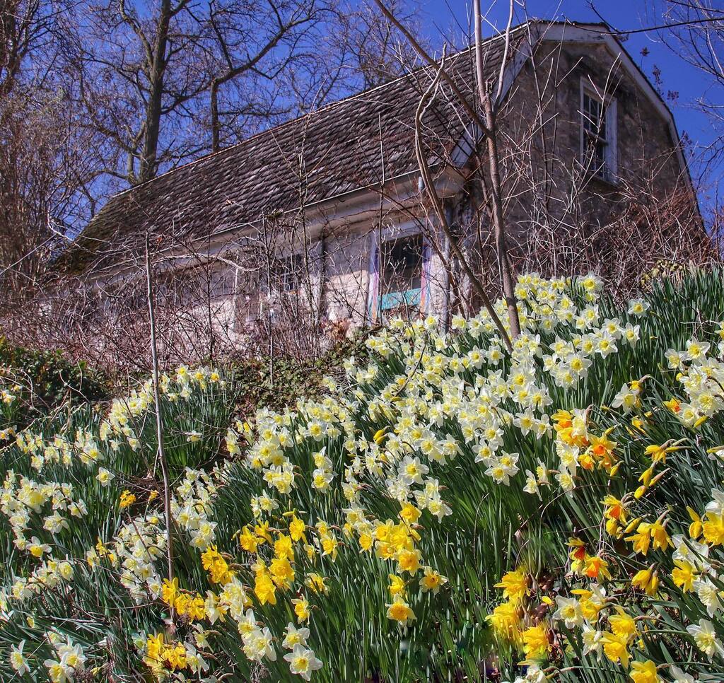 Daffodils on the hill at Boelson Cottage, the oldest surviving structure in Fairmount Park, built between 1678-84. #boelsoncottage #fairmountpark #findinphilly #philadelphia #philly #phillygram #phillymasters #phillyprimeshots #phl_shooters #phlshooters … instagr.am/p/CqLA27Suda_/