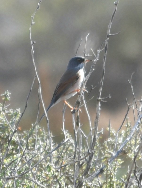 Certainly not a framer....but a #lifer for us🤪!  #SpectacledWarbler near #salardeloscanos #veraplaya #Spain @society_bird #BirdsSeenIn2023 #birds #wildlife #nature @rarebirdspain ....anyone seen any bee-eaters this year yet? In spain 🤔