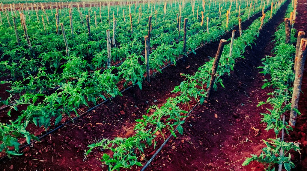 mtp_farm's tweet photo. Cabbage prices peaking at a time when ours (Star 3301) are still a month away from hitting the market😤. Fingers crossed not much will change between now and then. Tomatoes (Star 9009) looking excellent but winter is coming 🥶 https://t.co/UwVvcLhdEo