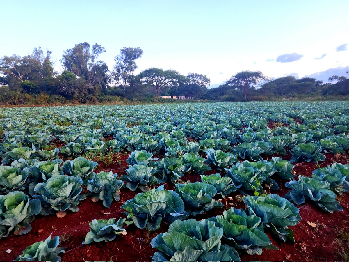 mtp_farm's tweet photo. Cabbage prices peaking at a time when ours (Star 3301) are still a month away from hitting the market😤. Fingers crossed not much will change between now and then. Tomatoes (Star 9009) looking excellent but winter is coming 🥶 https://t.co/UwVvcLhdEo