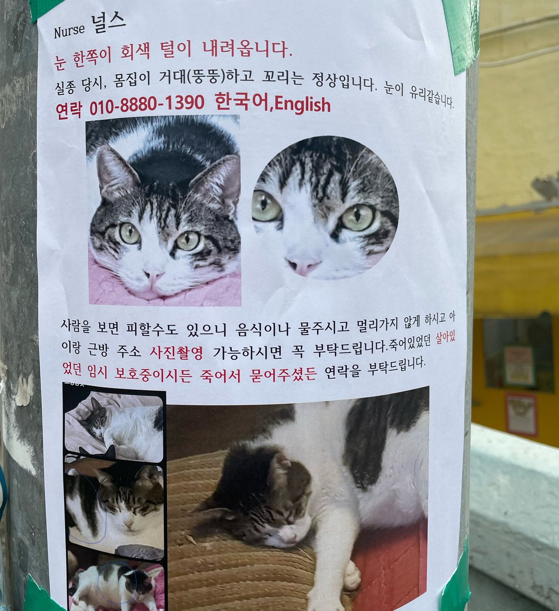 rt 요청) 서울 용산구 한남동- 이 고양이를 보신 분은 연락바랍니다. 오늘 길에서 찍었는데 내용이 너무 마음 아파요.