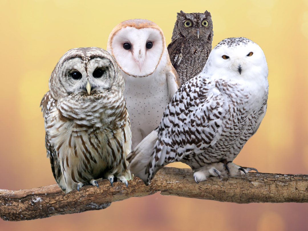 SleepWoodstock's tweet photo. Owl Festival at VINS
Saturday, April 15th join VINS for a day of all things owly! Owls from all over the world, their life stories, plus crafts, and games. Spice up your experience, and dress as your favorite owl! https://t.co/teIIeWocJR 

Just 15 mins from us—Book Now! https://t.co/AIsasn95YM