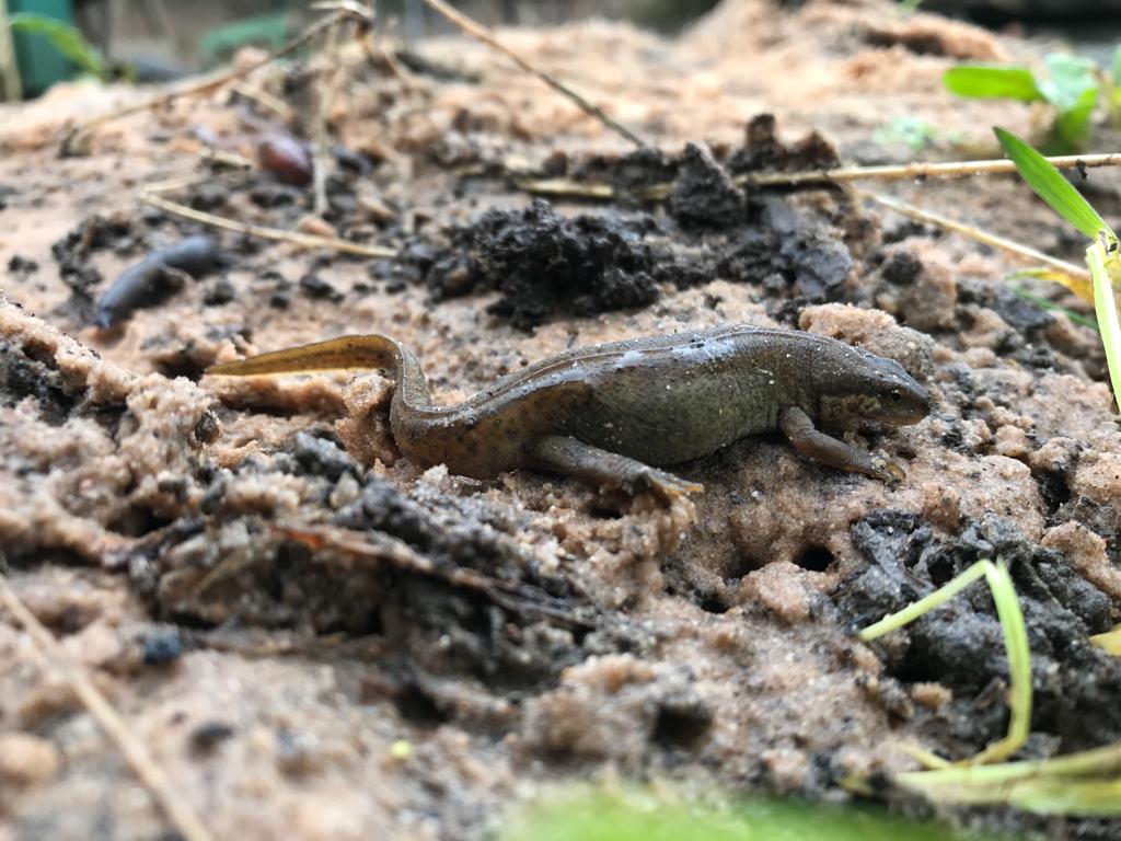 Create it & they will move in! This beautiful creature has set up home in the small pond we built last year on the Urban Farm meadow @NorthernRootsOL. #habitatcreation #newts #biodiversity