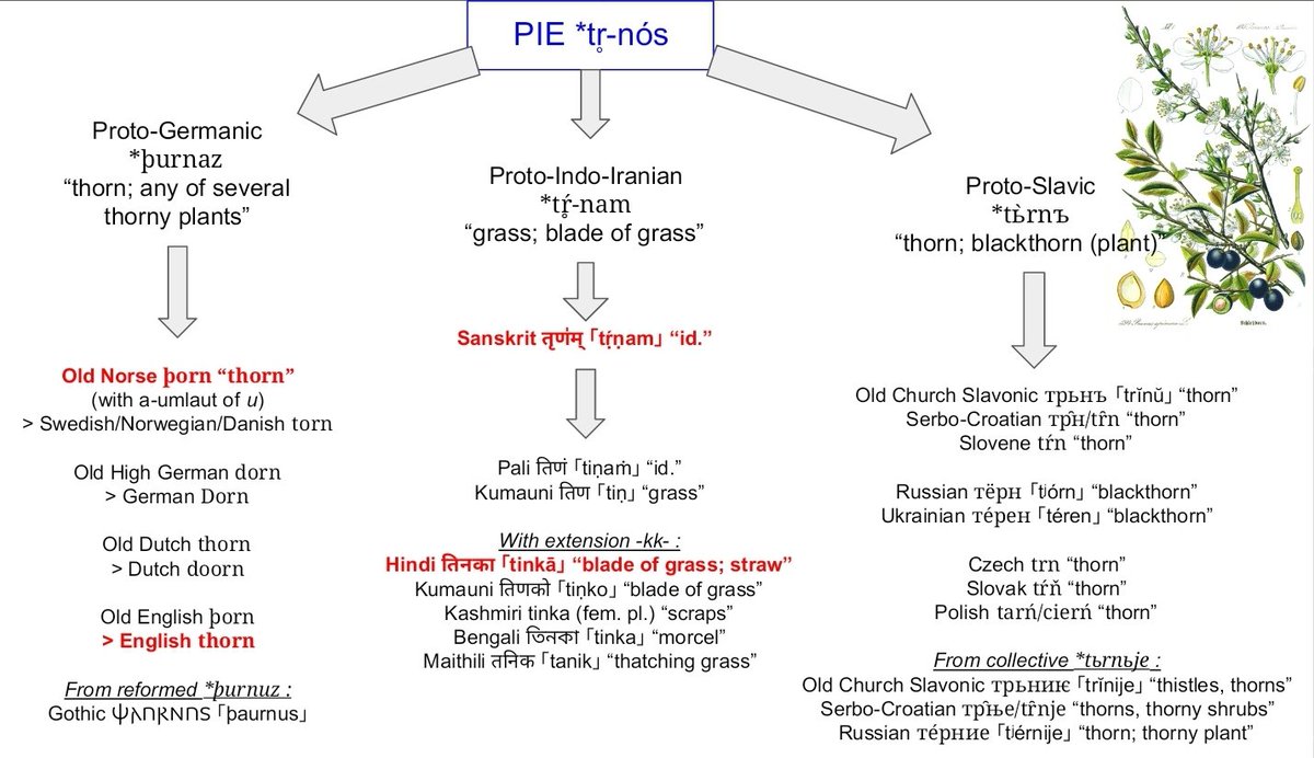 dxrsam_0's tweet photo. How Hindi तिनका ｢tinkā｣ “(piece of) straw” and English ‘thorn’ are connected.

Or, the story of PIE *tr̥-nós.
(perhaps from the root of Greek στερεός "firm, solid", German starr "rigid")

Illustration inspired by the creations of @yvanspijk. https://t.co/sYqOoPQtzg