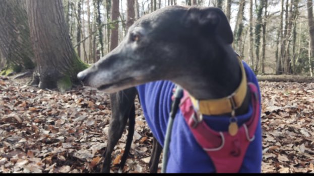 hounds_walker's tweet photo. Happy #NationalPuppyDay! These puppies were basking in the sunlight on yesterdays walk. What did you and your puppies get up to? 

#dogsarelove #DogsofTwittter #dogsarefamily #DOGE #happy #photooftheday 

@barksintheparks https://t.co/RIll7SM2WK