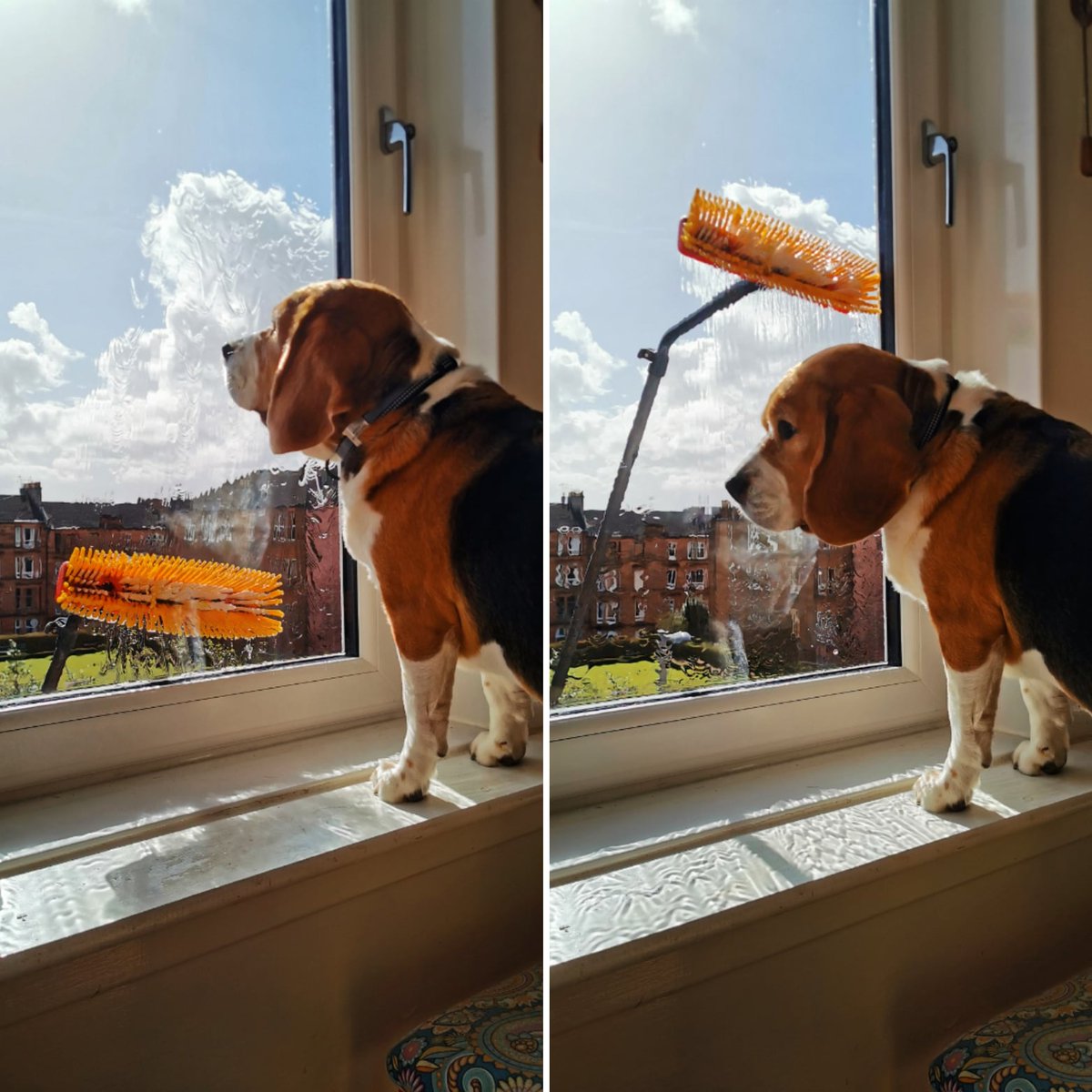 PabloOfGlasgow's tweet photo. It's window cleaning day!
#beagle #instadog #windae #sky #window #beaglingaround #fridayfeeling https://t.co/QxPPOiIhKR