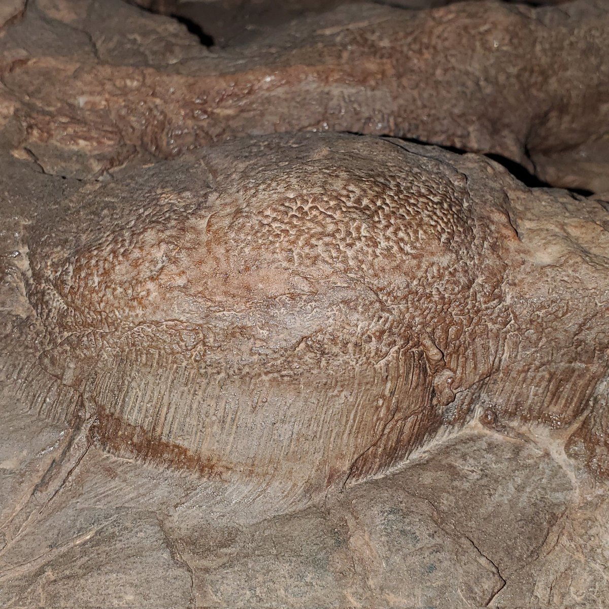 Happy #FossilFriday! Did you know tracks can preserve more than just the outline of the trackmaker's foot? The rounded pad of this theropod track shows skin impressions (bumps) and scale scratch lines, the latter made as scales scraped through the sticky mud.
#paleontology