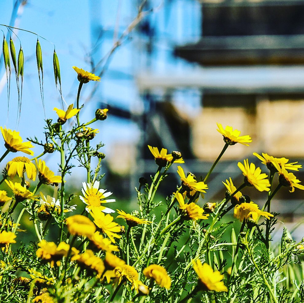 HaileyburyMalta's tweet photo. Spring has sprung on our beautiful campus! 😍🌼🌸🐝

#malta #maltagram #ilovemalta #mtarfa #internationaleducation #malta❤️ #mymaltamoment #maltatravel #lovemalta #spring #flower #flowerphotography https://t.co/SL92TFzYqc