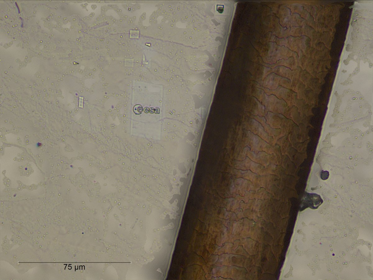 ESA_Tech's tweet image. This is an @ESA logo like no other - half the size of an human skin cell, just over 17 thousandths of a millimetre across. The #microscopic logo was carved from a space-grade nickel alloy with a plasma ion beam; see it beside a human hair, bottom right esa.int/ESA_Multimedia…