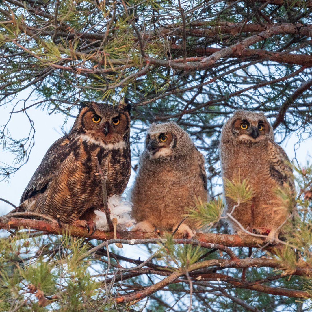 Anticoagulant rodent control is dangerous to wildlife. 

Often, poisoned rodents are consumed by predators looking for easy targets. 

At EcoClear Products, we provide excellent alternatives to these harmful rodenticides, effectively eliminating the risk of secondary poisoning.