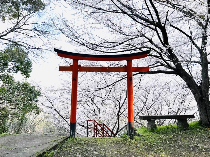 去年撮った桜とうらぶ始まりそう 