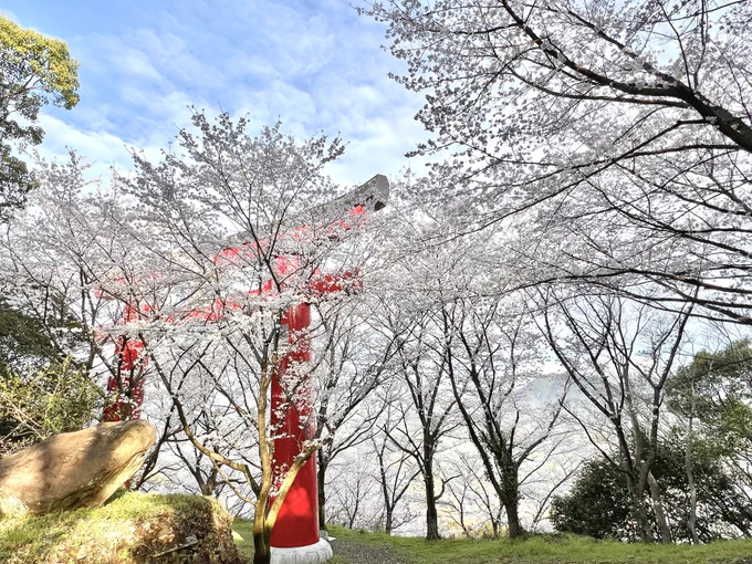 去年撮った桜とうらぶ始まりそう 
