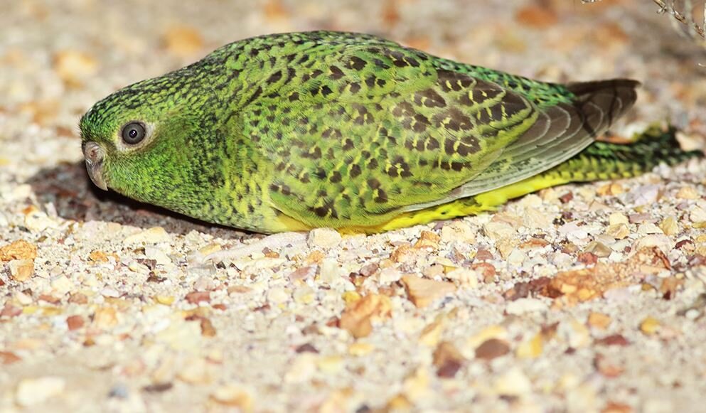 GrrlScientist's tweet image. Rare Night Parrot’s Unique Lopsided Ears Give It Keen Hearing, out of @Flinders, published by @EMUJournal 

by @GrrlScientist via @ForbesScience / @Forbes @NHM_Tring

#parrots #ornithology #anatomy #osteology #bioacoustics #SensoryEcology #evolution forbes.com/sites/grrlscie…