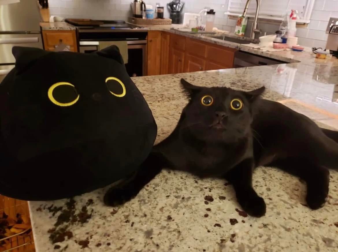 ShouldHaveCat's tweet photo. https://t.co/kxMt2rXld8