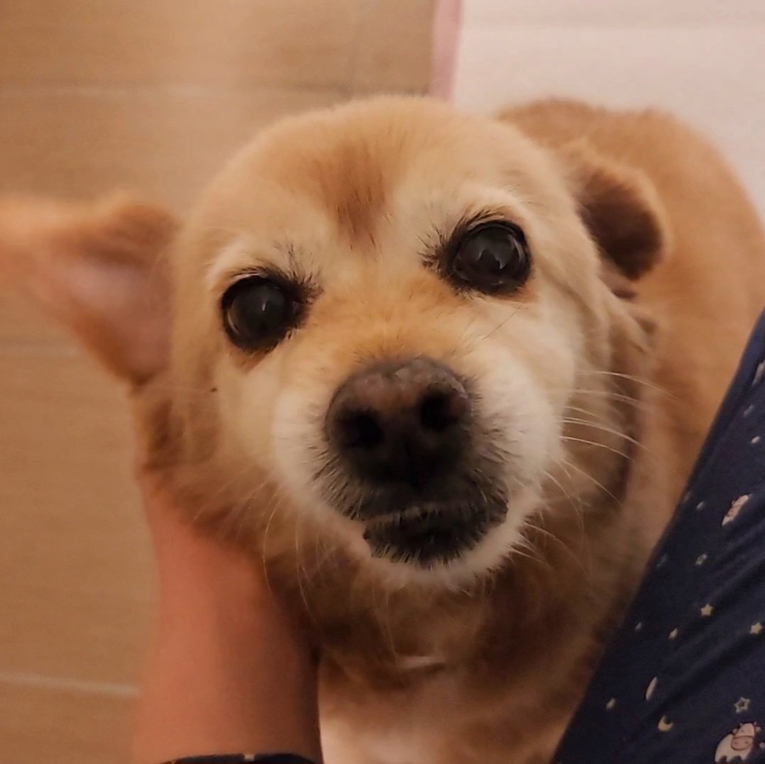 FindFamilyBeige's tweet photo. 실내배변의 경우, 펫도어를 넘어 베란다의 배변패드에 잘 가려요! https://t.co/TUW0zp5R4G