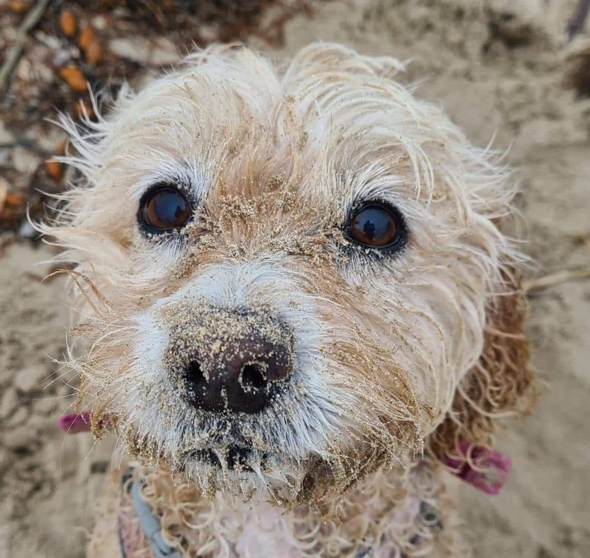 MissLatteMeg's tweet photo. @dog_rates Playgroup day at the beach for Latte. https://t.co/ZGhiKU2K8d