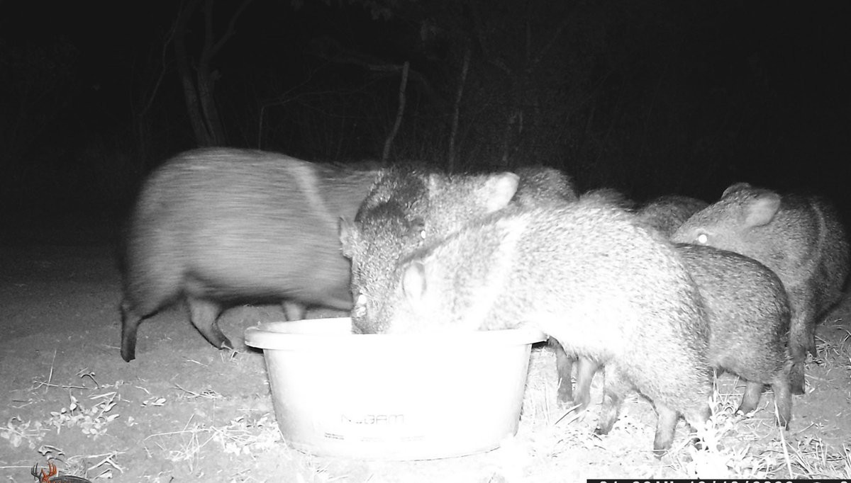 edgarmelhem's tweet photo. La #sequía se empieza agudizarse más en el centro de #Tamaulipas y ante las altas temperaturas hay que ayudar a la fauna de la región con bebederos.
La semana pasada puse en mi rancho diferentes recipientes con agua y estas son algunas fotos de los animales que se acercaron. https://t.co/g7lv6i5HWg